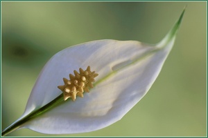 Spathiphyllum