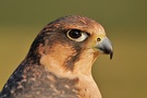 Hybrid zwischen Wanderfalke und Sakerfalke