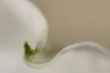 Detail Spathiphyllum / Scheidenblatt