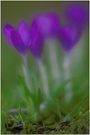 ~ Krokus ~