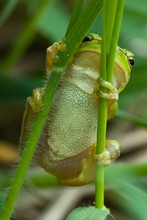 Laubfrosch (Hyla arborea)