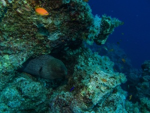 Riesenmuräne im Roten Meer
