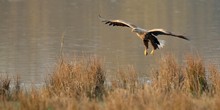 Seeadler im Flug