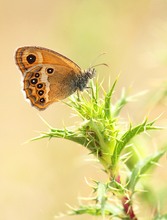 Für Marcus Rimpel - Coenonympha dorus