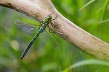 Anax imperator