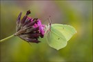 Zitronenfalter (Gonepteryx rhamni)