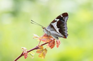 Großer Schillerfalter, Apatura iris