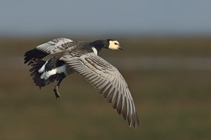 Nonnengans (branta leucopsis)