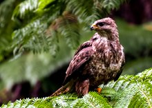 Mäusebussard auf den Azoren