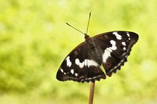 Großer Schillerfalter, Apatura iris, Weibchen Oberseite