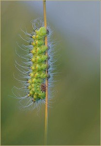 *ein haariges Wesen*