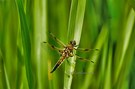 Libellula quadrimaculata