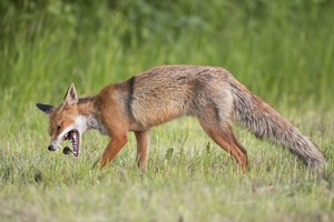 "...Jagd Glück..."