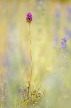 Anacamptis pyramidalis