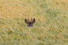 ein Bock im Kornfeld