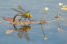 Emperor dragonfly