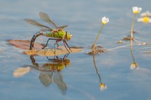 Emperor dragonfly