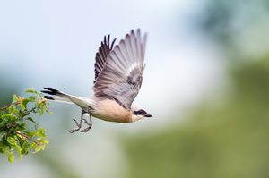Sprung in die Wiese
