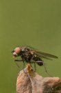 Fliege