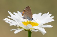 Den kleinen Schlehen Zipfelfalter