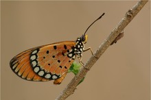 Acraea violae