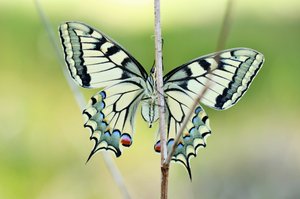 Schwalbenschwanz (Papilio machaon) Unterseite