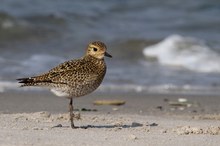 Goldi am Strand