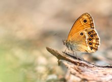 Coenonympha dorus (2)