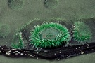 Green Anemone