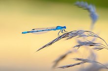 Sehnsucht nach dem Sommer ...