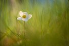 Großes Windröschen (Anemone sylvestris)