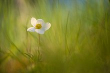 Großes Windröschen (Anemone sylvestris)