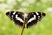 Großer Schillerfalter, Apatura iris, Weibchen, Unterseite