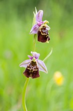 Hummel-Ragwurz (Ophrys holoserica)