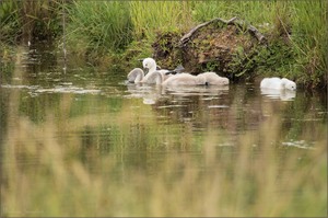 morgendliche Schwankinderidylle