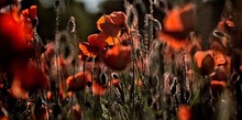 Mohn im letzten Sonnenlicht