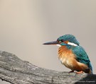 Noch ein Eisvogel