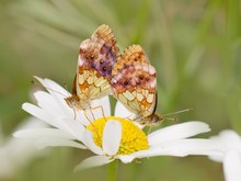 Diese Paarung der Brombeer Perlmuttfalter