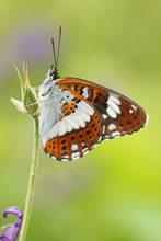 Limenitis camilla HF