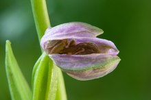 Wie ein Embryo, Bienenragwurz in der Knospe