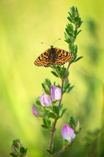 Roter Scheckenfalter (Melitaea didyma)