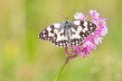 Einen Schachbrettfalter auf einer Pyramidenorchis