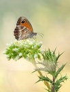 Südliches Ochsenauge (Pyronia cecilia)