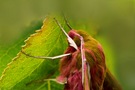 Weinschwärmer
