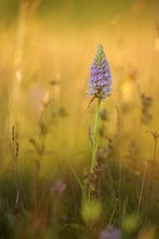 Abends auf der Orchideenwiese ...