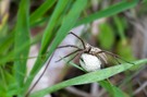 Spinne mit Eikokon, vermutlich Raubspinne