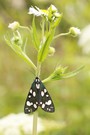 Schönbär, Callimorpha dominula