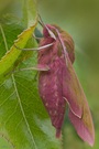 Weinschwärmer