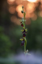 Fliegen-Ragwurz (Ophrys insectifera)