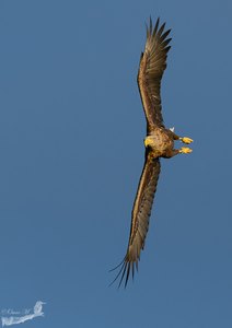 Seeadler